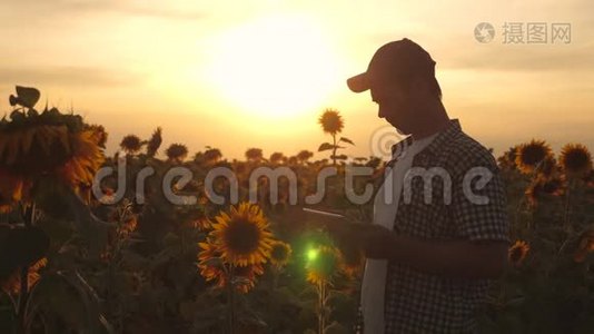 农夫在夕阳下的向日葵田里用一块石碑干活。 农学家研究一种视频