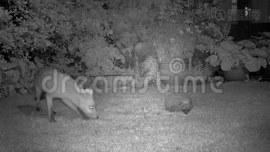 晚上在城市花园里放狐狸和刺猬。视频