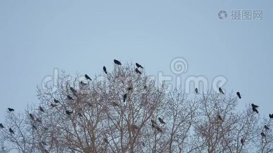 一群乌鸦群乌鸦坐在一棵干燥的树枝上。 乌鸦鸟视频