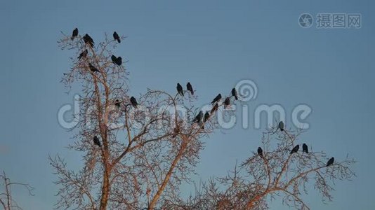 一群乌鸦鸟坐在一棵干燥的树枝上。 乌鸦鸟秋鸟视频
