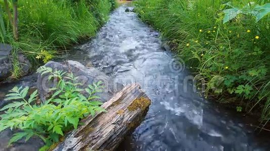 野生森林河视频