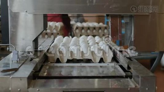 自动装置在家禽养殖场标记母鸡蛋视频