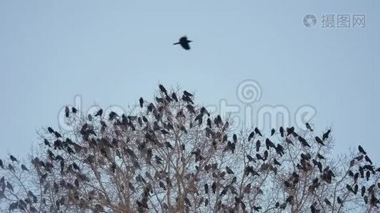 一群乌鸦坐在一棵秋天的树干树枝上。 乌鸦成群视频