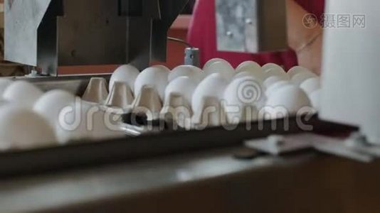 自动装置在家禽养殖场标记鸡蛋视频
