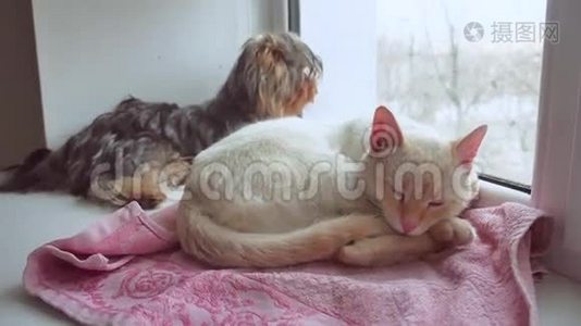 猫和一只有趣的狗约克郡梗坐在窗台上的宠物视频