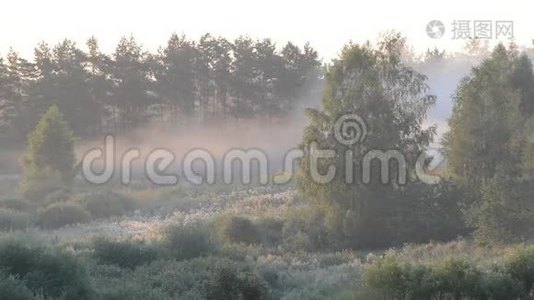 夏天森林里的晨雾视频