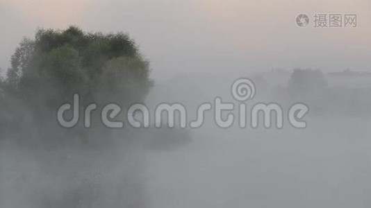 夏天森林里的晨雾视频