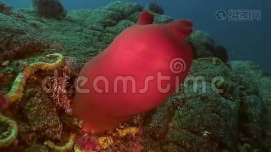 桑迪红海底与五颜六色的海绵日本海。视频