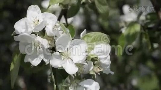 朵朵苹果树特写.视频