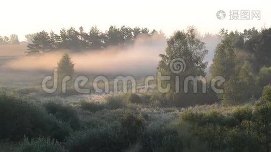 夏天森林里的晨雾视频