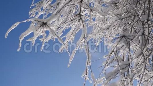 枯冻的榆树在冰枝上，冬天，白天，雪在雪的阳光下，阳光照耀着美丽的风景。 干树榆树视频