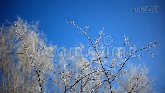 冬天的雪桦树枝，阳光明媚视频