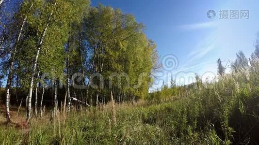 明亮的夏季景观-草地后面的树林视频