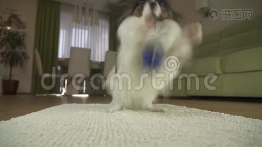 狗狗帕皮龙在客厅的地毯上玩球，股票录像视频
