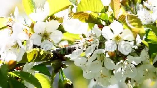 飞行工蜂从黄花地里采蜜。视频