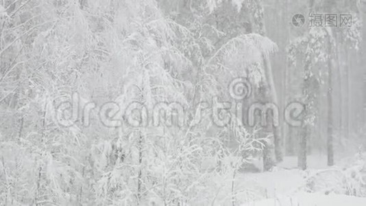 雪天美丽的冬雪林视频