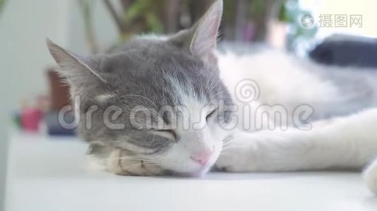 猫在窗台上睡觉。 慢动作视频。 有趣的生活方式视频猫。 猫在睡觉，可爱的宠物视频