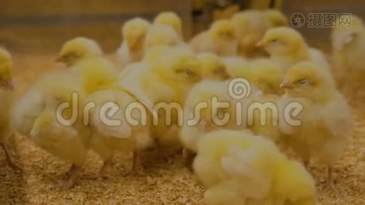 农场里可爱的小黄鸡视频