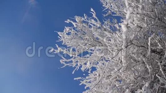 枯冻的榆树在冰枝上，冬天，白天，雪在雪的阳光下，阳光照耀着美丽的风景。 干树榆树视频