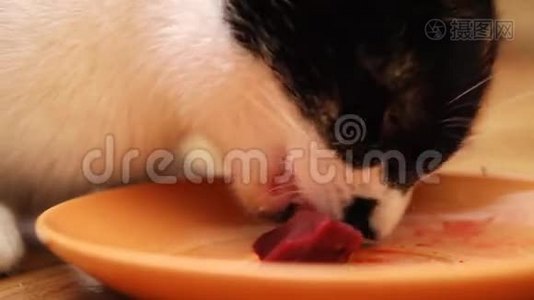 混合饲养的猫吃生肉视频
