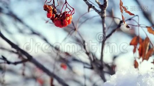 罗文枝红色浆果冬季美丽的自然雪在蓝色背景与强烈的耀斑效应视频