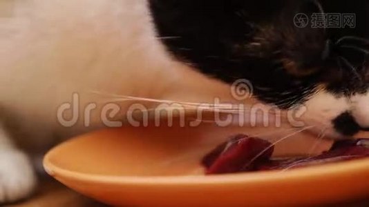 混合饲养的猫吃生肉视频
