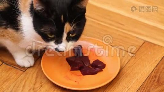 混合饲养的猫吃生肉视频