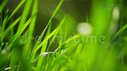 清晨清新的绿色春草草坪，明亮的活力自然季节背景视频