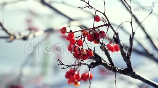 罗文枝红色浆果冬季美丽的自然雪在蓝色背景与强烈的耀斑效应视频