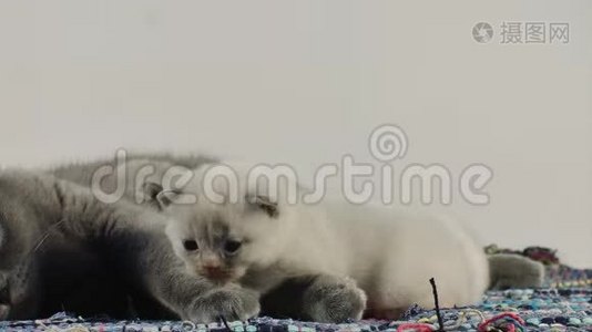 英国的小猫妈妈和小猫坐在传统的蓝色地毯上视频