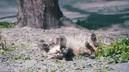 无家可归的猫躺在公园的地上，在太阳下晒太阳。 慢动作视频
