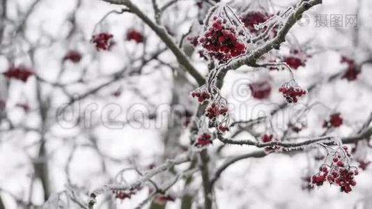 覆盖着海霜和雪的罗文莓，泛舟运动视频