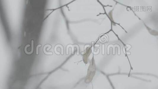 冬天在雪地里的树枝。视频