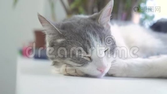 猫在窗台上睡觉。 慢生活方式运动视频。 有趣的视频猫。 猫在睡觉，可爱的宠物视频