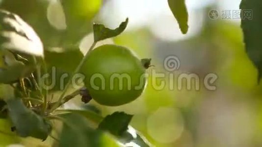 花园里苹果树树枝上的绿苹果视频