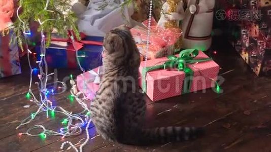 圣诞树附近的猫和礼物视频