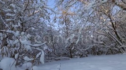 冬天公园里美丽的雪覆盖着树。 横向全景视频