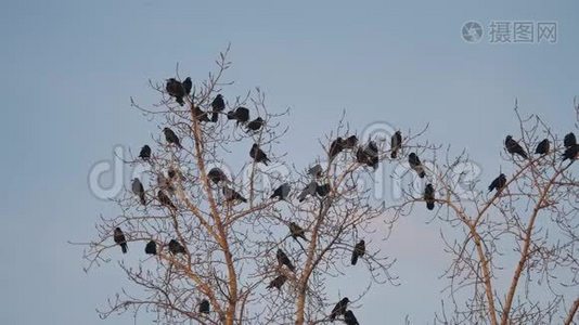 一群乌鸦坐在一棵秋天的树干树枝上。 乌鸦鸟视频