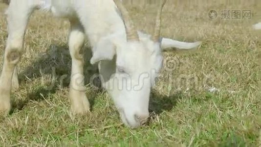 白山羊在绿草上觅食视频