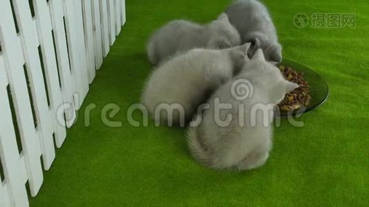 小猫在绿色地板上吃宠物食品视频