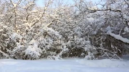 冬天公园里美丽的雪覆盖着树。 横向全景视频