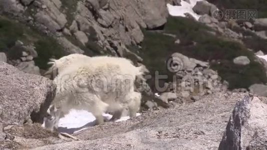 高山山山羊视频