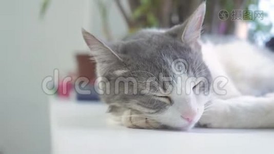 猫在窗台上睡觉。 慢动作视频生活方式。 有趣的视频猫。 猫在睡觉，可爱的宠物视频