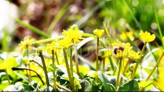 飞行工蜂从黄花地里采蜜。视频