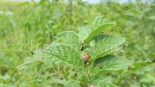 科罗拉多甲虫坐在马铃薯叶子上视频