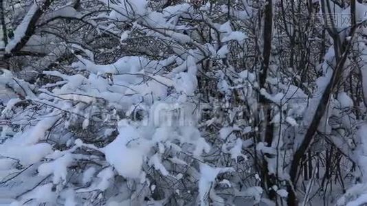 冬天公园里美丽的雪覆盖着树。 横向全景视频