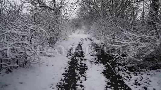 冬天森林里白雪覆盖的树木视频