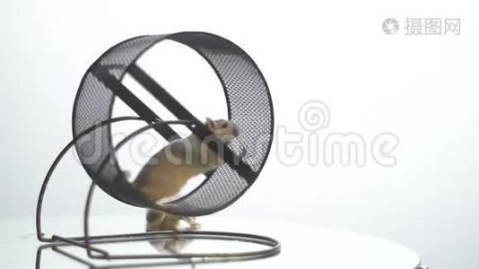 鼠标在车轮中运行，在背景中还有一个，慢动作视频