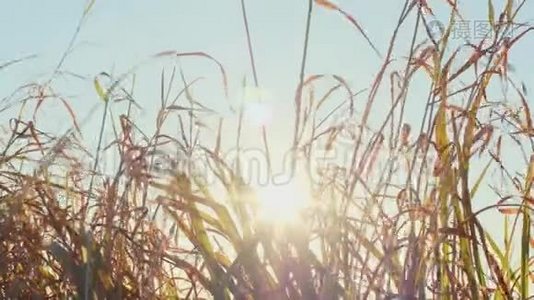 秋天的草和太阳视频