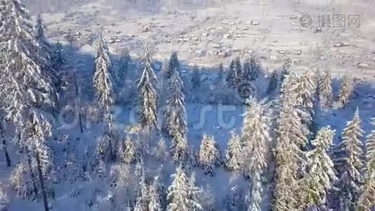 飞越雪山针叶林.. 晴朗晴朗的霜冻天气视频